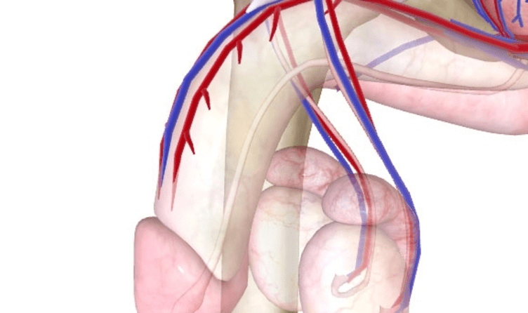 Slaba oskrba s krvjo na penis